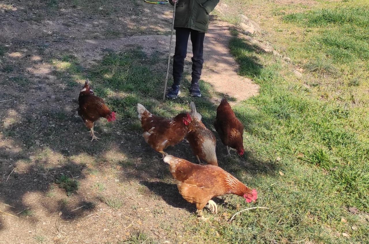 Allotjament Rural سولسونا المظهر الخارجي الصورة