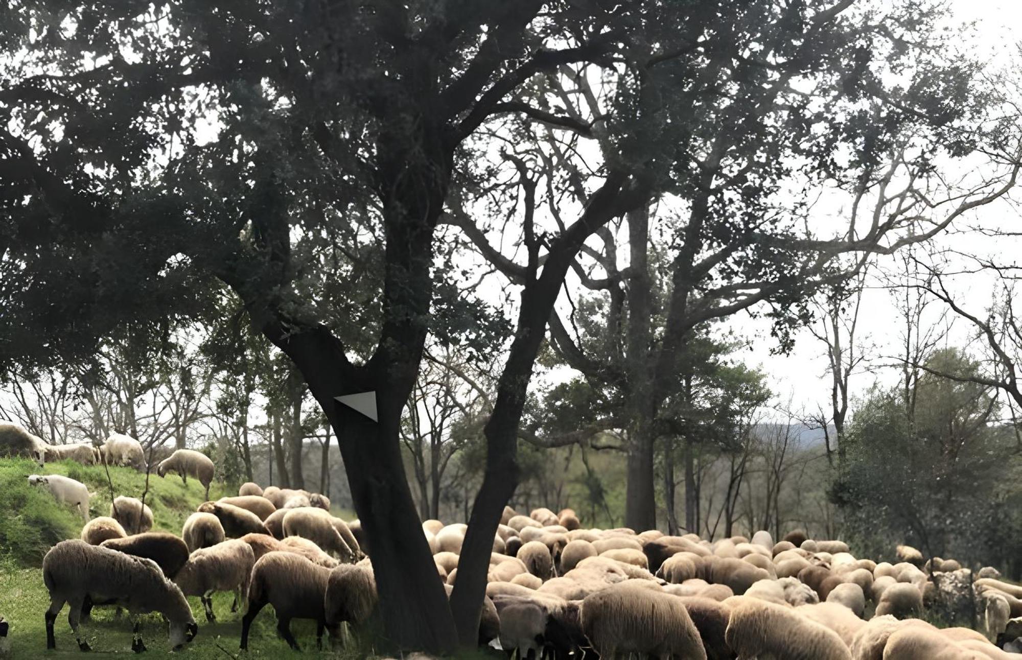 Allotjament Rural سولسونا المظهر الخارجي الصورة